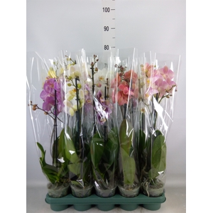 Phalaenopsis   ...mix