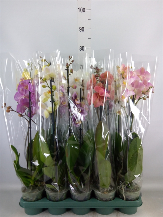 <h4>Phalaenopsis   ...mix</h4>