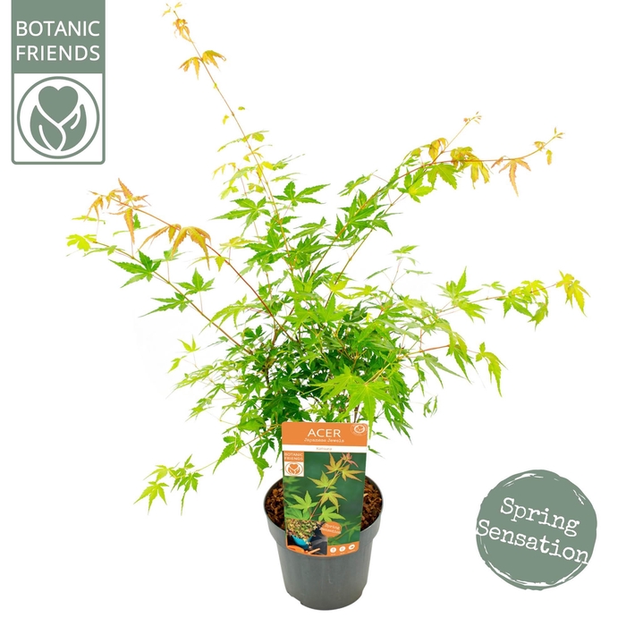 <h4>Acer palm. 'Katsura'</h4>