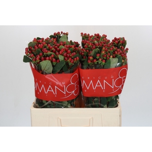 HYP RED LIGH ROMANCE
