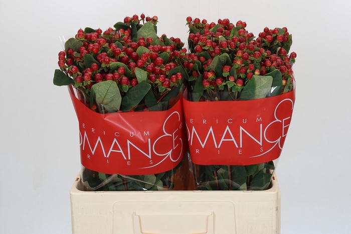 <h4>HYP RED LIGH ROMANCE</h4>