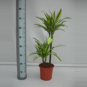 Dracaena fr de 'LemonLime'