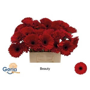 GE GR BEAUTY
