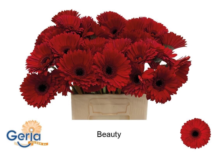 <h4>GE GR BEAUTY</h4>