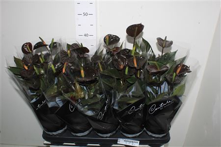 <h4>Anthu Black Love 4+</h4>