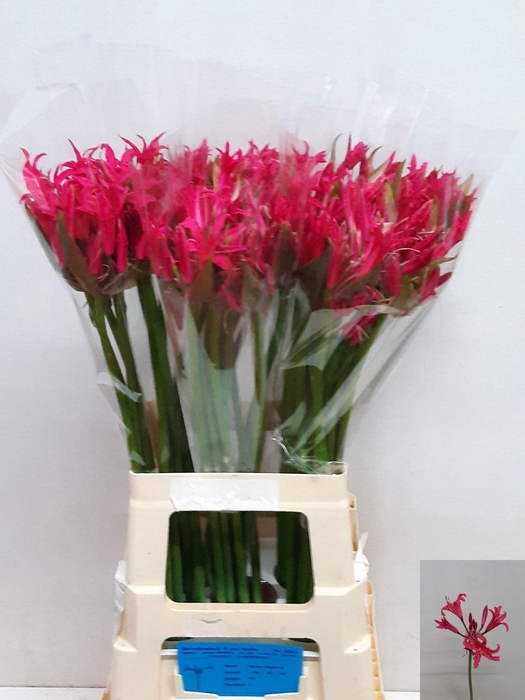 <h4>NE BO EL PINK SPUNKY</h4>