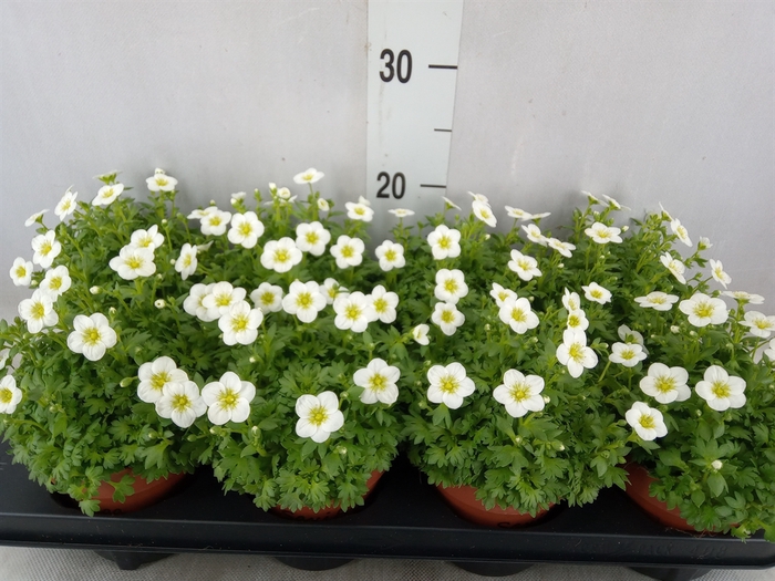 <h4>Saxifraga arend. 'Touran Lrg White'</h4>