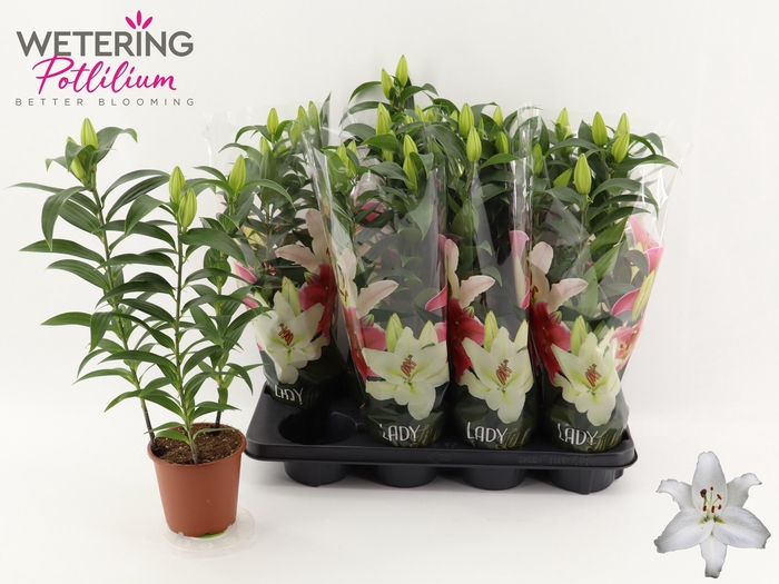 <h4>LIL OR SUN BAHAMAS</h4>