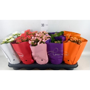 Kalanchoe blos. 'Perfecta'  ..mix 5