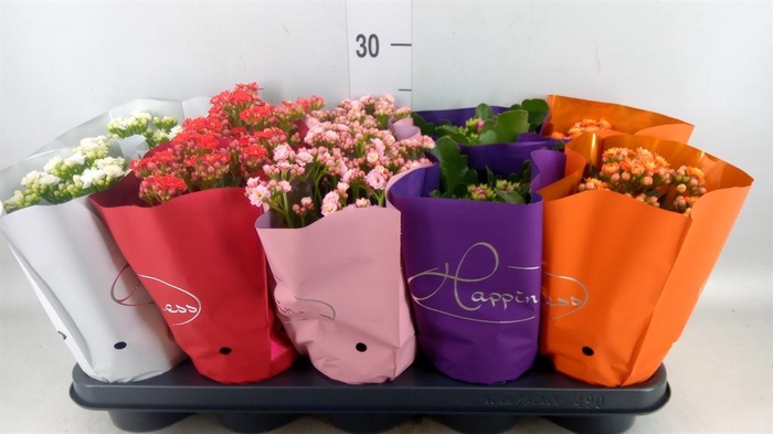 <h4>Kalanchoe blos. 'Perfecta'  ..mix 5</h4>