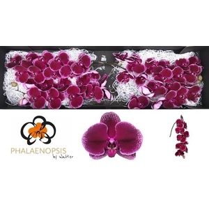 PHAL FL LIE-DE-VIN