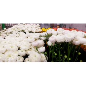 AA.Ranunculus White