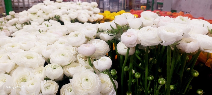 <h4>AA.Ranunculus White</h4>