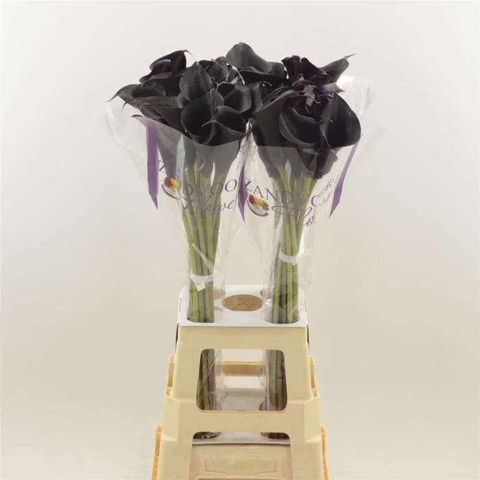 <h4>Calla Escape | Dubbelbloemig</h4>