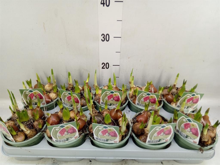 <h4>Bolbloemen   ...mix</h4>