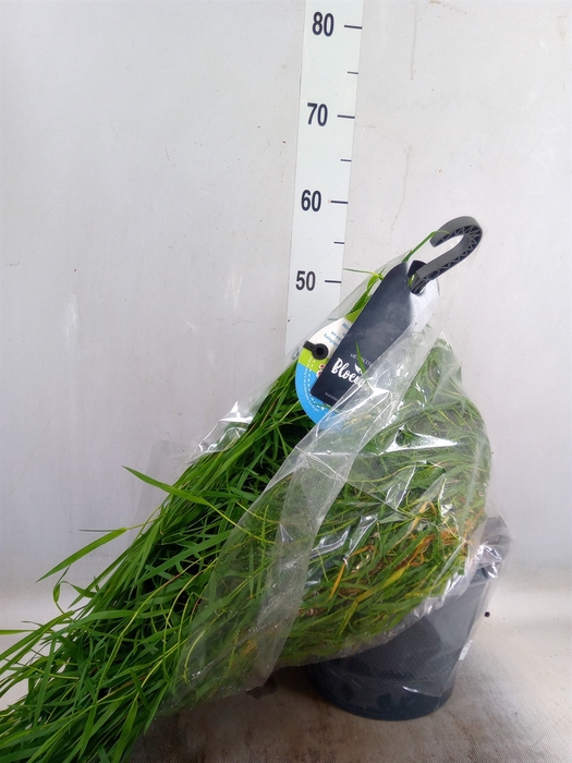 <h4>Siergras   ...              [Grass]</h4>