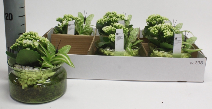 <h4>ARR PL IN SCHAAL</h4>