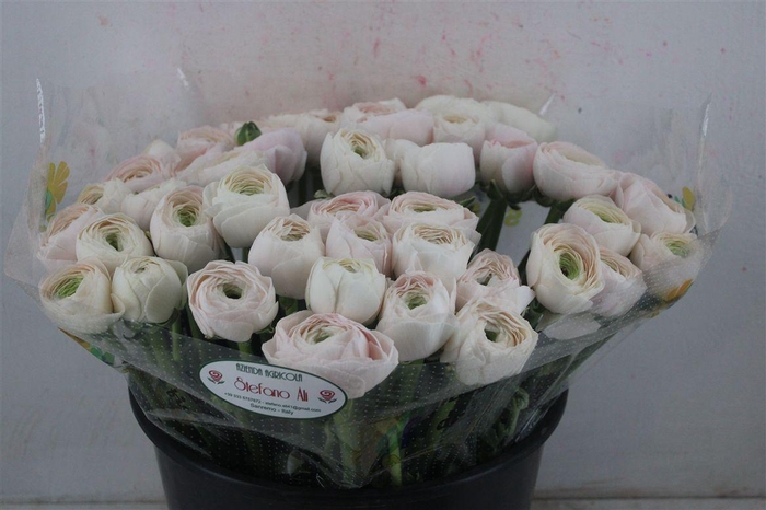 <h4>Ran Cloni Sup Hanoi</h4>