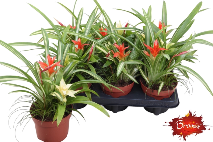 <h4>BROMELIA GEM</h4>