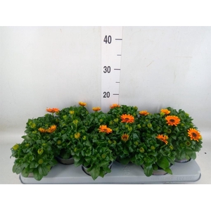 Osteospermum  'Margarita Orang Fla'