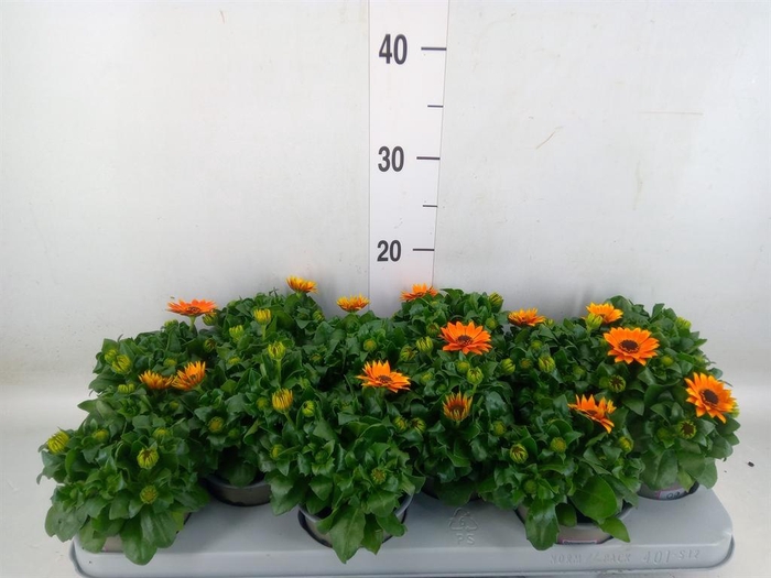 <h4>Osteospermum  'Margarita Orang Fla'</h4>