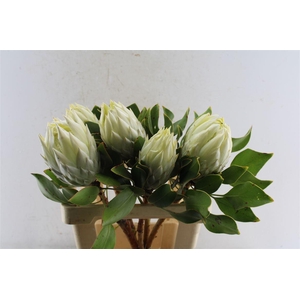 Protea Cynaroides White