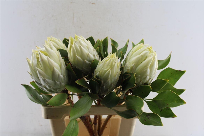 <h4>Protea Cynaroides White</h4>