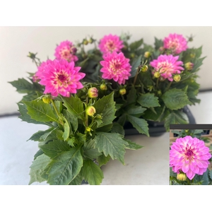 DAHL D MAXI PINK BLA