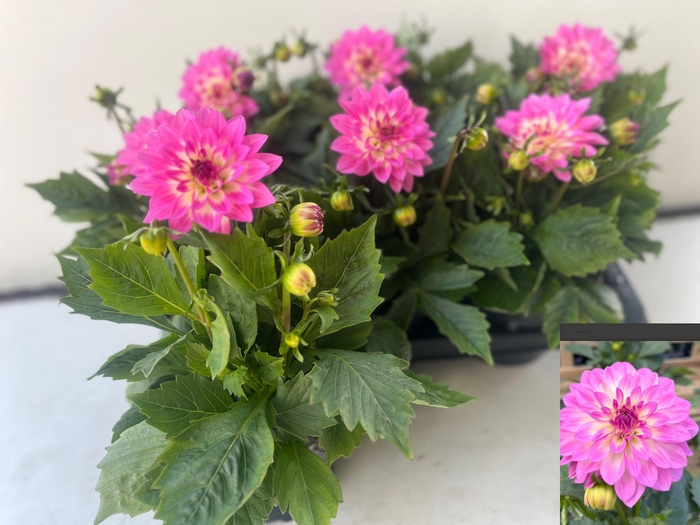 <h4>DAHL D MAXI PINK BLA</h4>