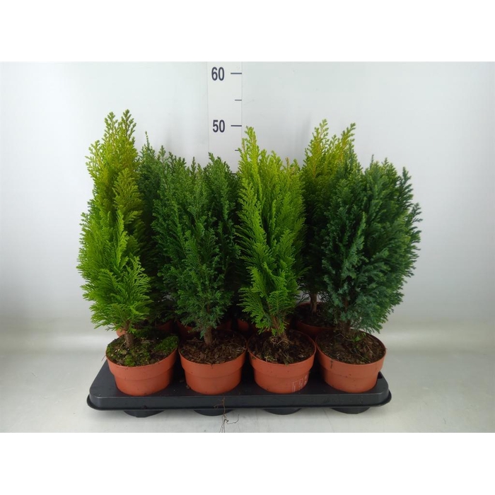 <h4>Conifers   ...mix</h4>