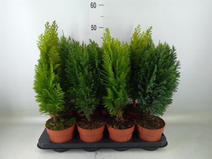 <h4>Conifers   ...mix</h4>