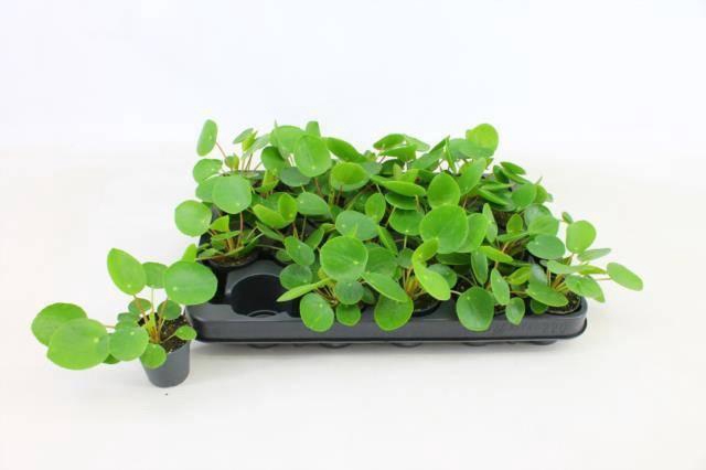 <h4>MINI PILEA PEPEROMIOIDES P5.5</h4>