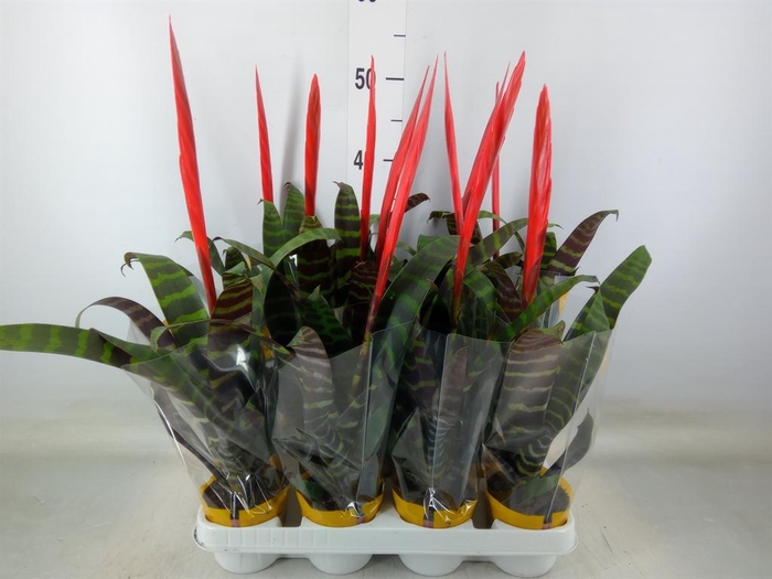 <h4>Vriesea  'Era'</h4>