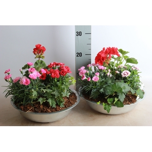 ARR TUINPLANTEN