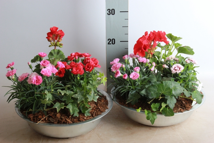 <h4>ARR TUINPLANTEN</h4>