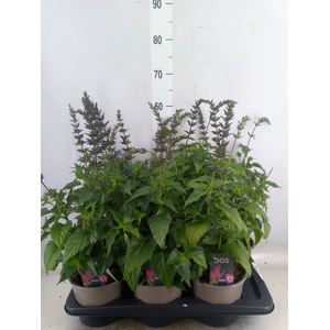 Salvia  'Salgoon Lake Como'
