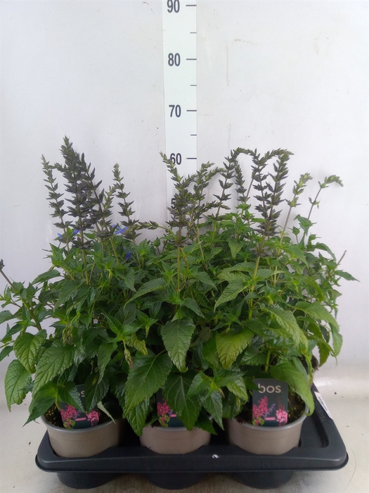 <h4>Salvia  'Salgoon Lake Como'</h4>
