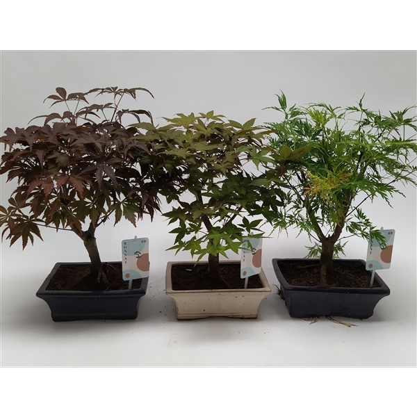 <h4>Acer Bonsai Mix 20 cm</h4>