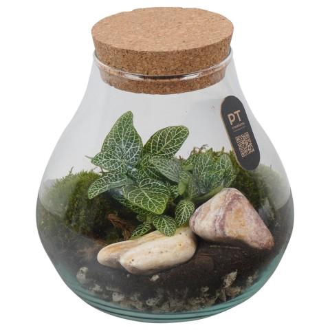<h4>PTTER8132 Arrangement terrarium in glazen terrarium</h4>