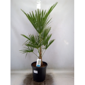 Trachycarpus fortunei