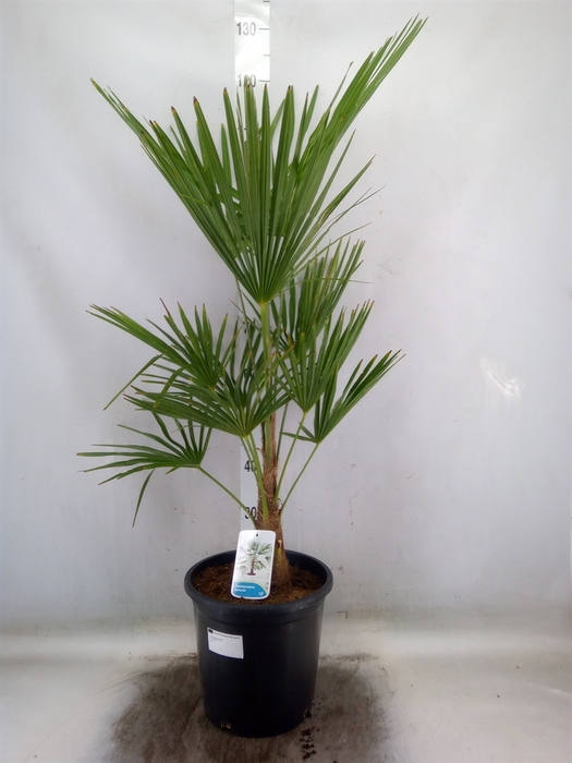 <h4>Trachycarpus fortunei</h4>