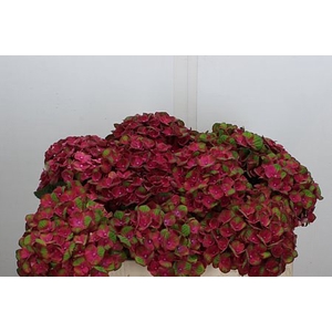 HYDR M MAG CHARLOTTE ROOD 50CM