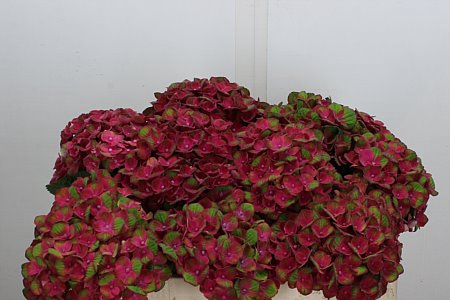 HYDR M MAG CHARLOTTE ROOD 50CM