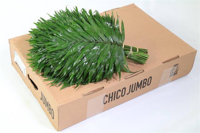 <h4>CHICO JUMBO LILA</h4>
