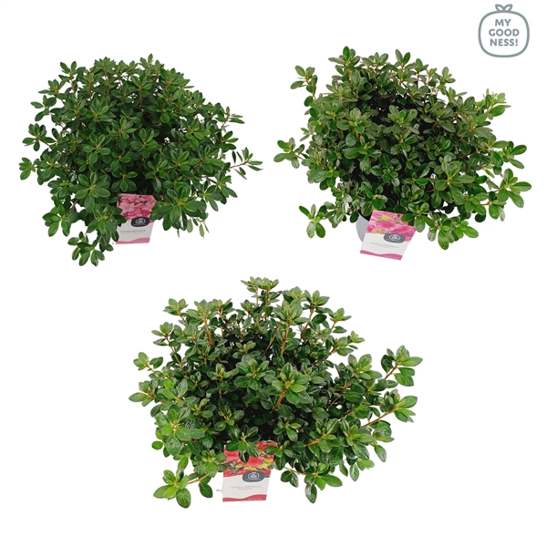 <h4>Azalea japonica 35-45 /P19 'Mix'</h4>