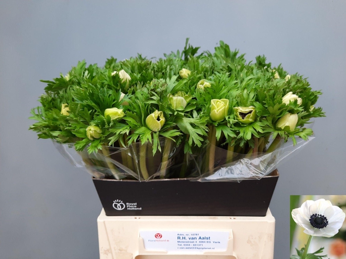 <h4>ANEM CO MAR PANDA</h4>