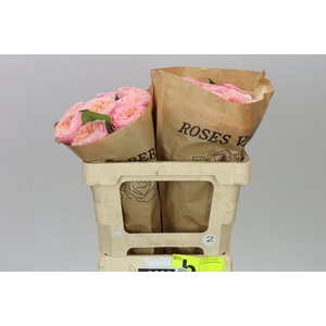 Rosa Gr Gar Harper!