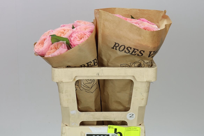 <h4>Rosa Gr Gar Harper!</h4>
