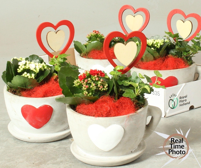 <h4>ARR KAMERPL</h4>