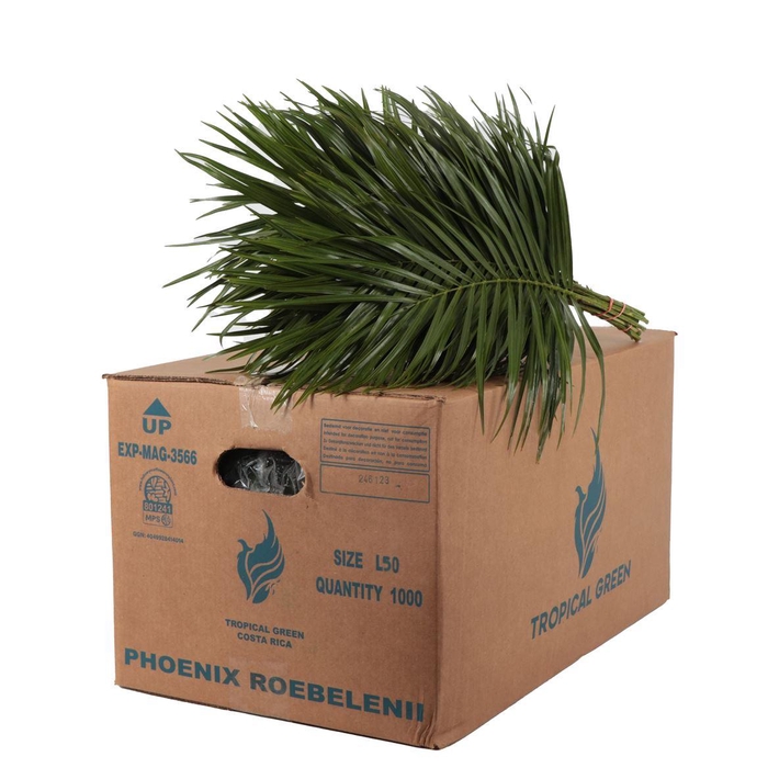 <h4>Roebelinii Mbx</h4>